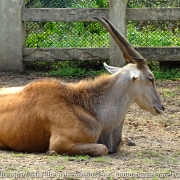 Bangladesh Natinal Zoo_22